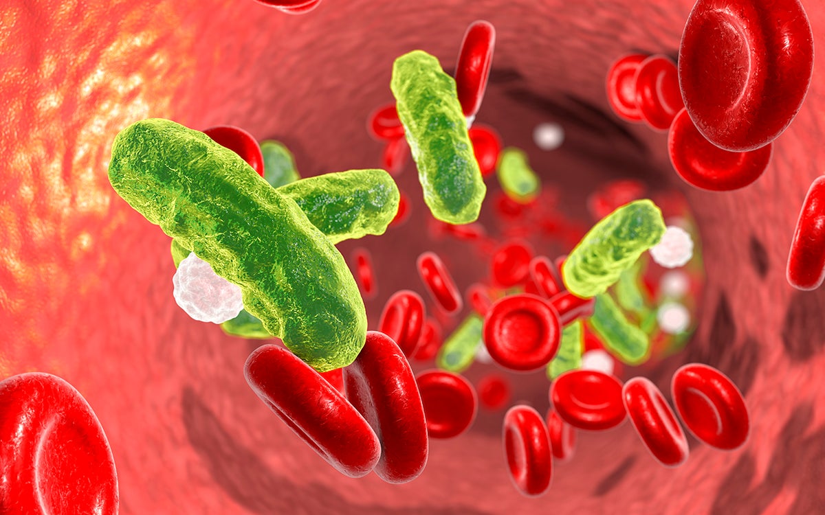 Een close-up van rode bloedcellen en groene bacteriën