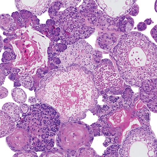 Een microscoopopname van een groep cellen