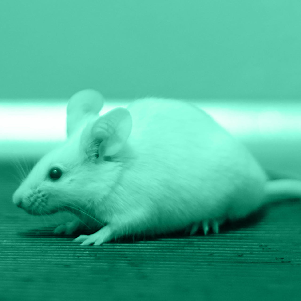 Een witte muis op een oppervlak