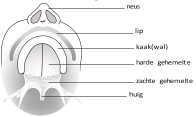 Dwarsdoorsnede normale situatie