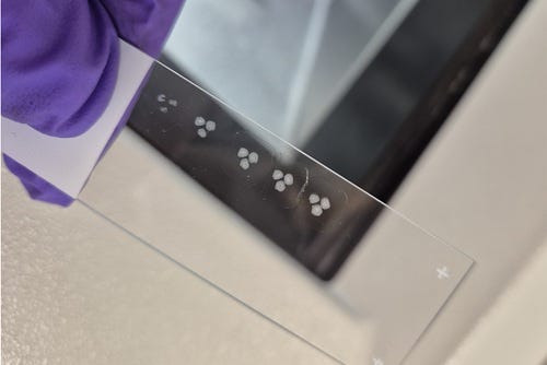In het lab gekweekte hersenorganoïden op een glazen plaatje.